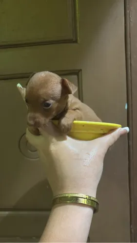 Pinscher 00