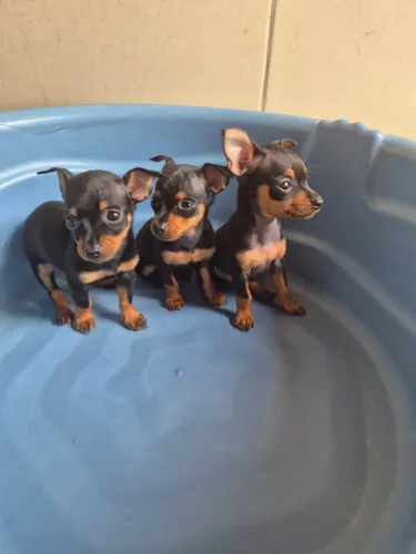 Pinscher macho disponível