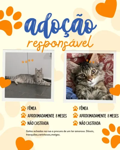 Gatas para doação