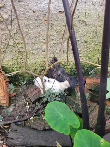 Galinha e galo sedosa do Japão 