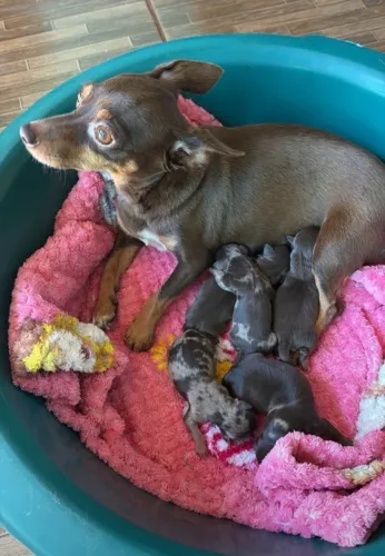 Vendo Cachorro Pinscher Exótico Apenas Machinho 