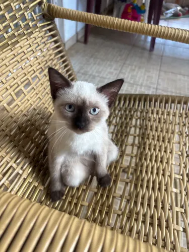 gatinhos para adoção 