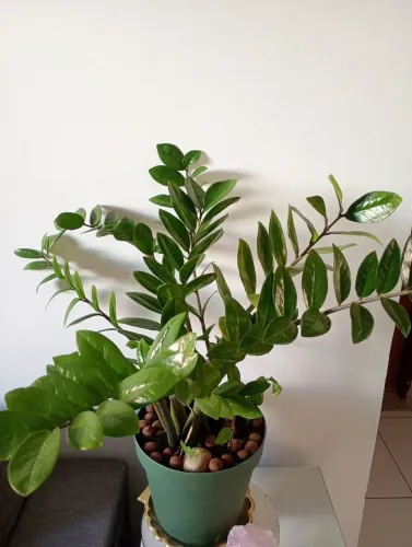 Decoração plantas nos jarros.