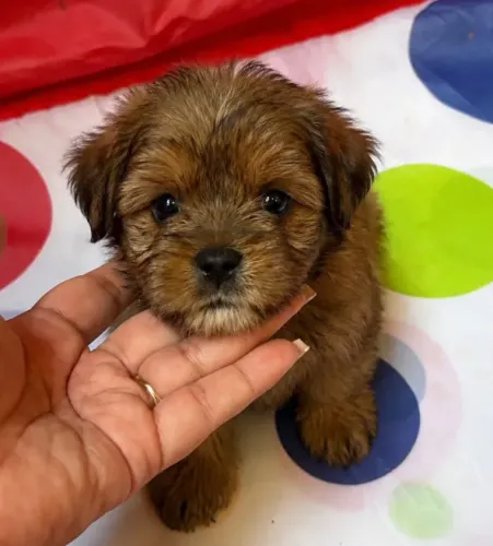 Filhote de Shih tzu com Yorkshire macho