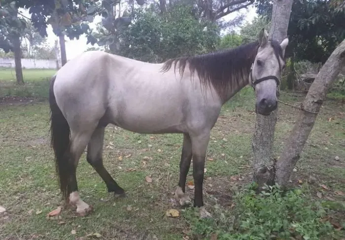 Cavalo bom de marcha