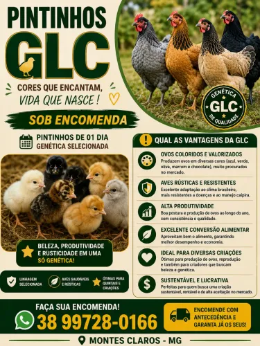 Pintinhos Glc 