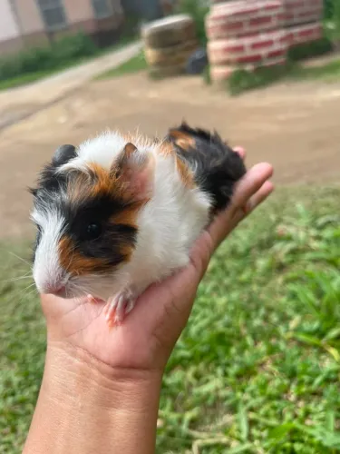 Porquinho da índia 