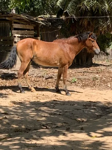 Cavalo 