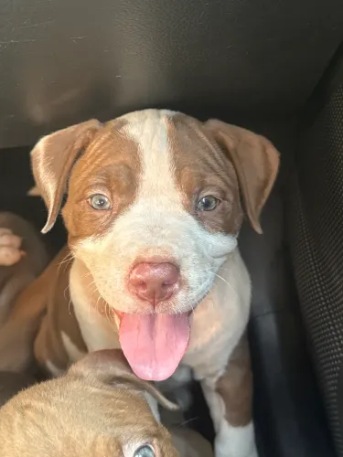 Vendo filhotes de pitbull . 47 dias já vermifugados e vacinados Pai e mãe no local