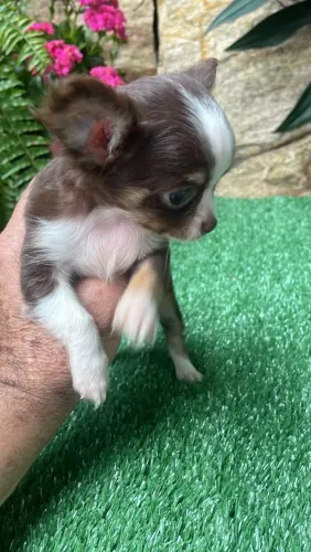 Chihuahua entregue na sua porta com carinho