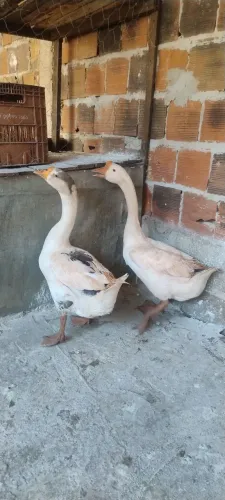 Gansos