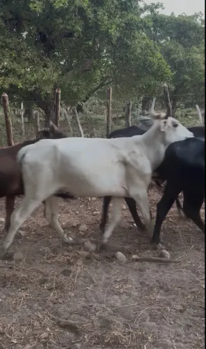 Vendo vaca novilha