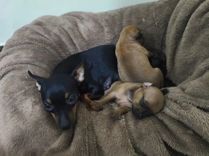 Filhote Pinscher fêmea