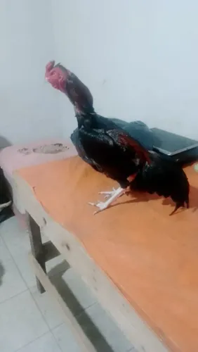 6 frango