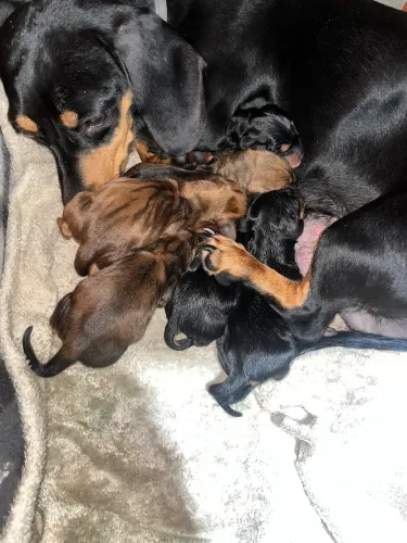 Filhotes de Dachshund