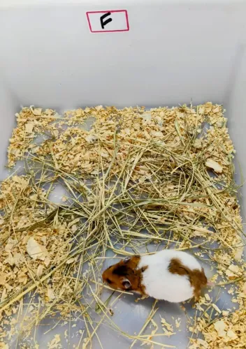 Filhotes de Hamster Sírio 