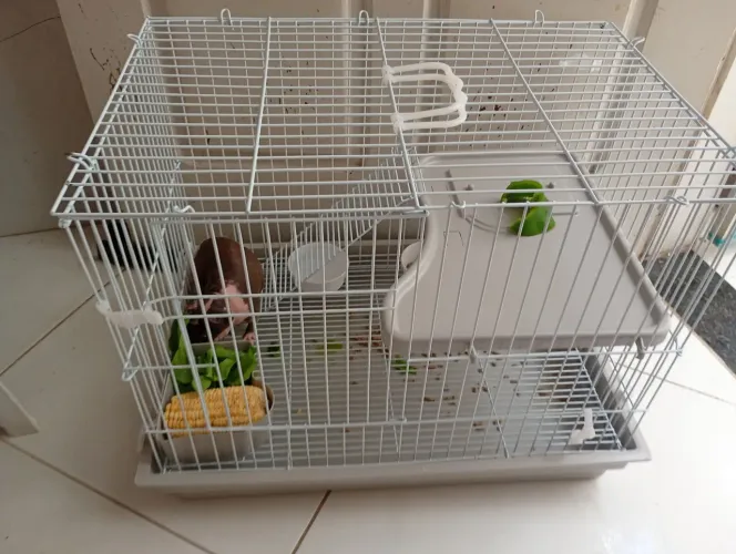 Gaiola para hamster ou porquinho da índia.