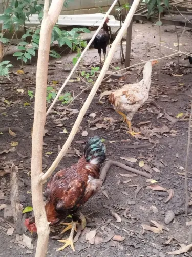 Galinha a venda