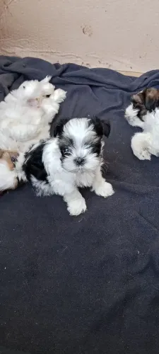 Shitzu 
