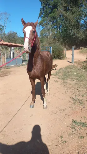 Cavalo Paulista a venda 