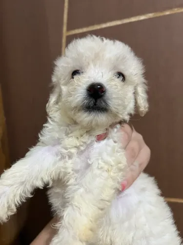 Cachorrinhas Poodle Toy