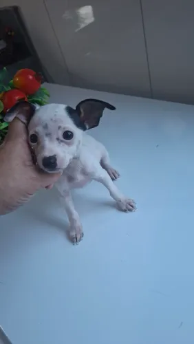 Pincher 