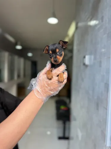 Filhotes de Raça com Garantia e Muito Amor