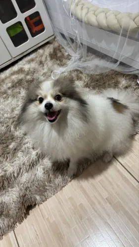 Lulu da pomerânia fêmea