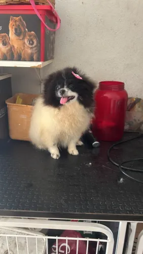 Vendo fêmea Spitz adulta 2 anos 
