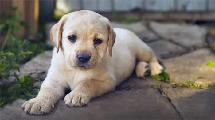 Labrador Amor que floresce com o tempo