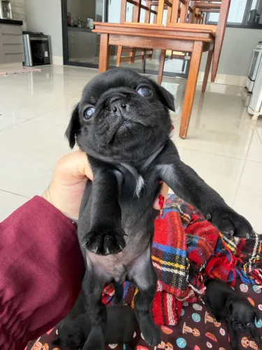 Vendo MINI pugs pretos!?