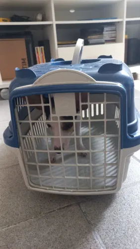 Caixa para transporte de pet