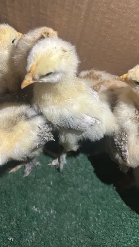 PINTINHOS BRAHMA À VENDA!