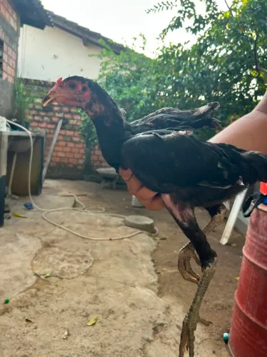 Frango caipira