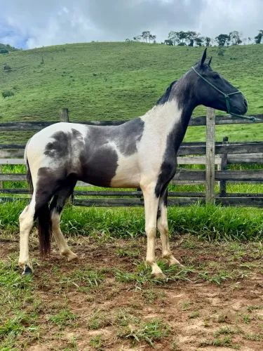 Cavalo potro mangalarga marchador