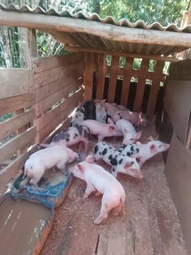 Doação de porcos