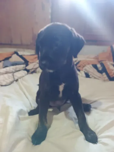 Cachorros para doação só tem dois uma fêmea ou macho