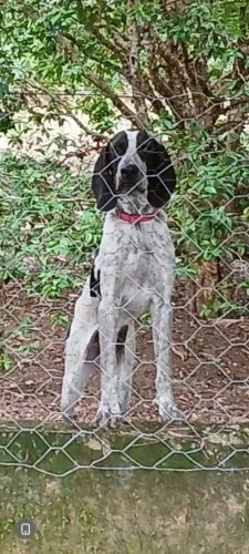 Cão de caça gascon