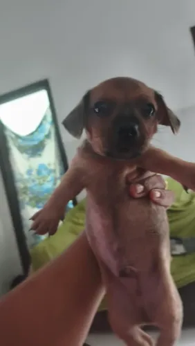 Cachorro Pinscher 1
