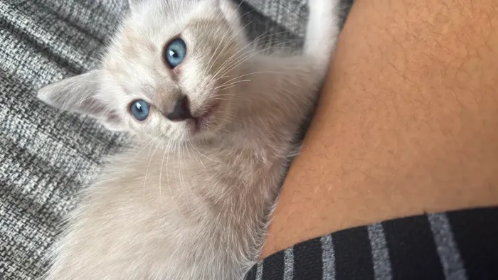 Gatinha para doação