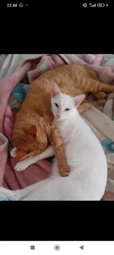 Gata branca, gata ruiva