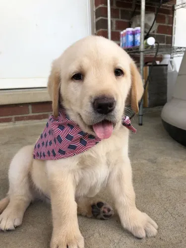 Lindos filhotes de Labrador Macho e fêmea disponível pedigree