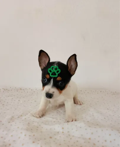 Pinscher com 46 dias vacinado