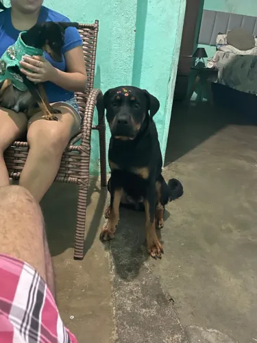 Vende-se Rottweiler 