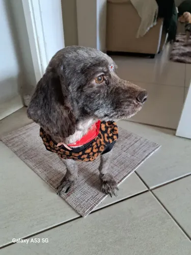 Doação de cachorro pequeno porte.