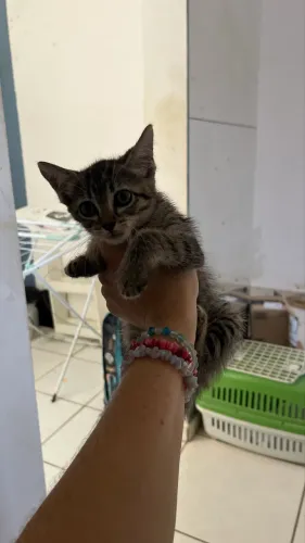 Gatinho filhote adoção