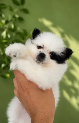 Lulu da pomerania