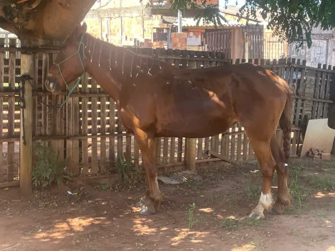 Vendo essa égua de três anos valor R$1000