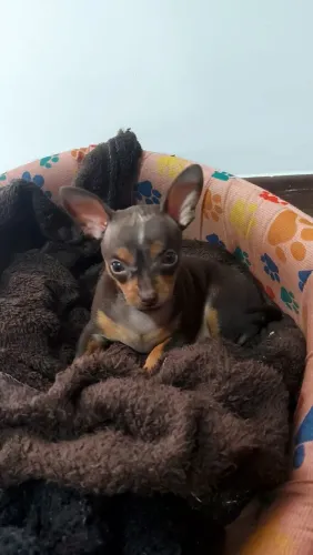 Pinscher numero 1 macho, cor chocolate