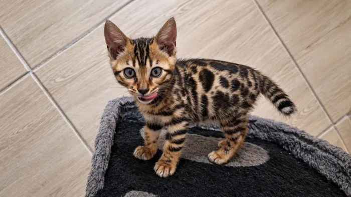 BENGAL CAT FILHOTES DISPONÍVEIS EM SANTA CATARINA